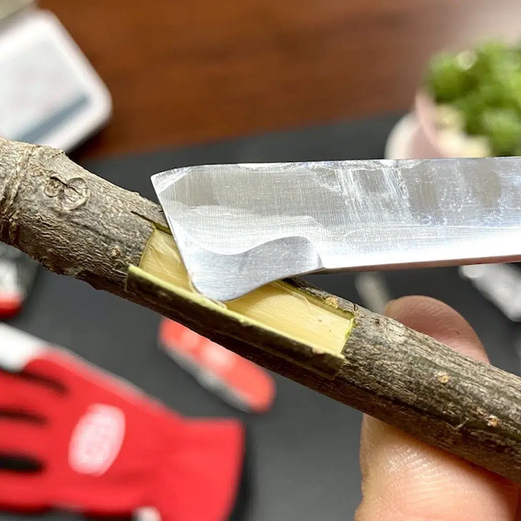 GÜL AŞI ÇAKISI 57mm KIRMIZI